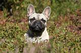 BOULEDOGUE FRANCAIS 768